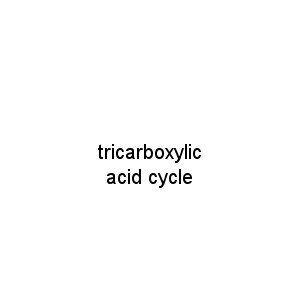 tricarboxylic acid cycle